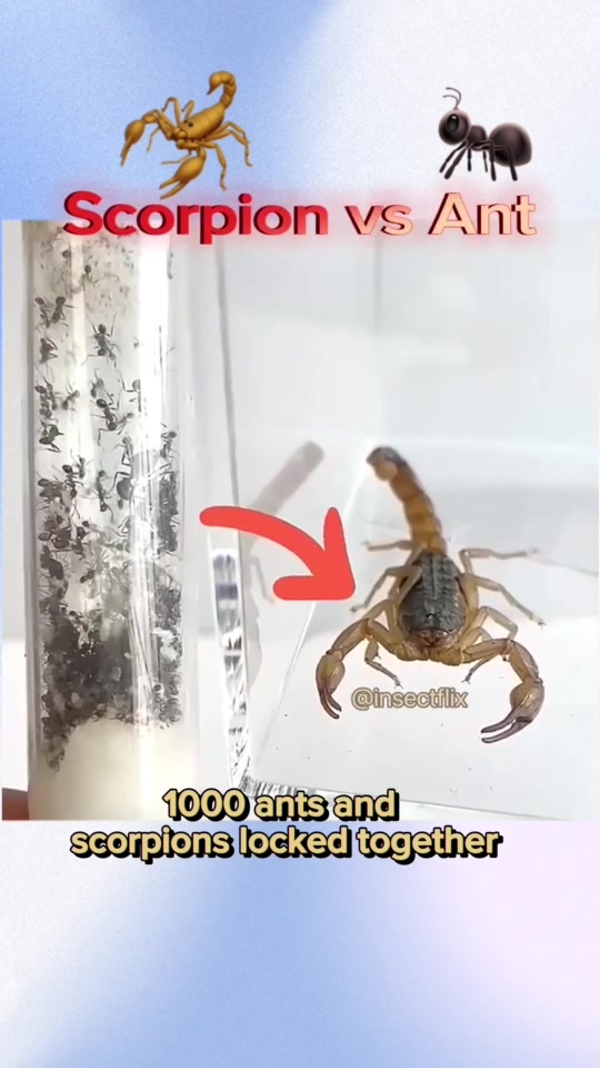 @InsectFlix