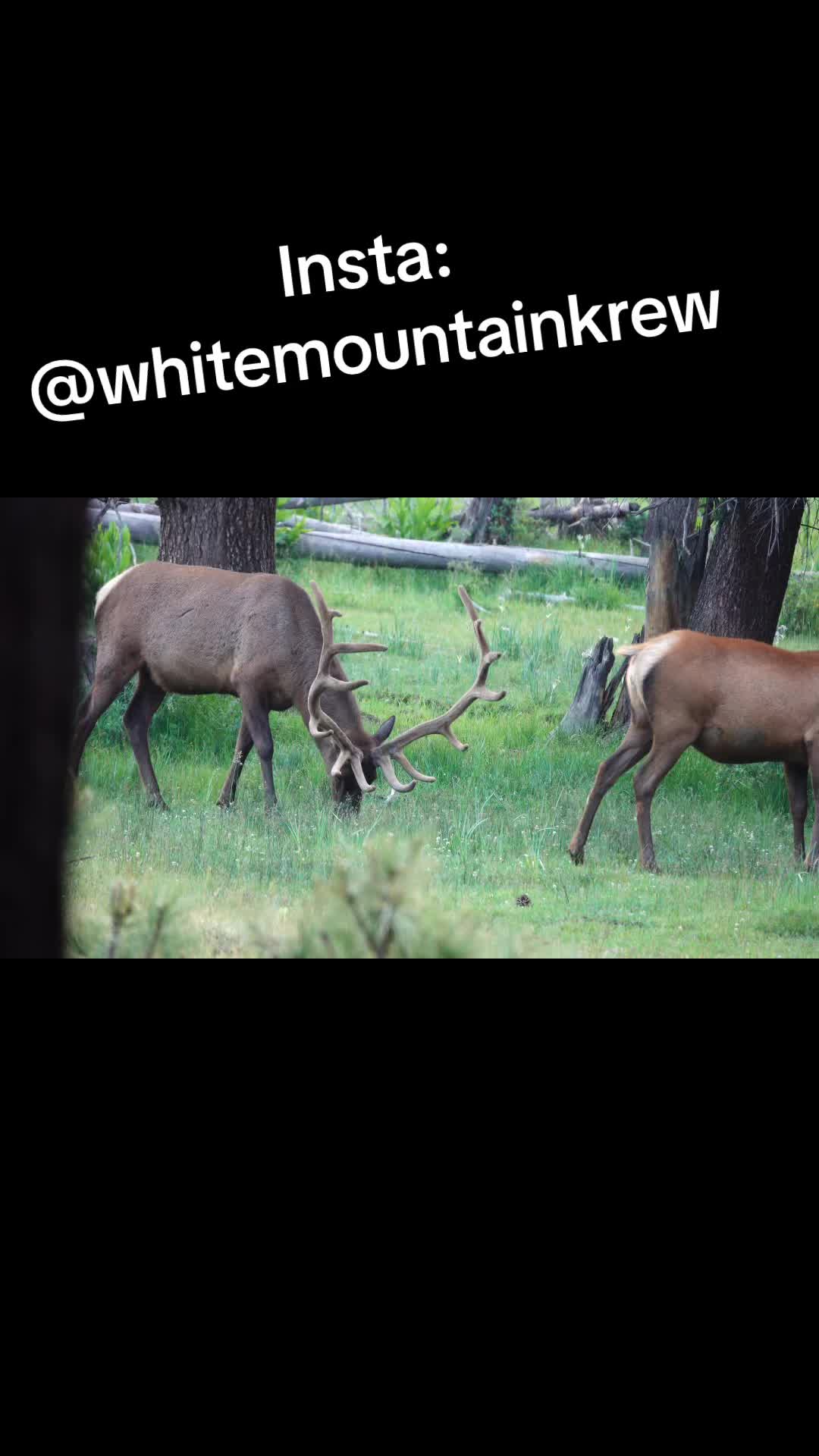 @whitemountainkrew