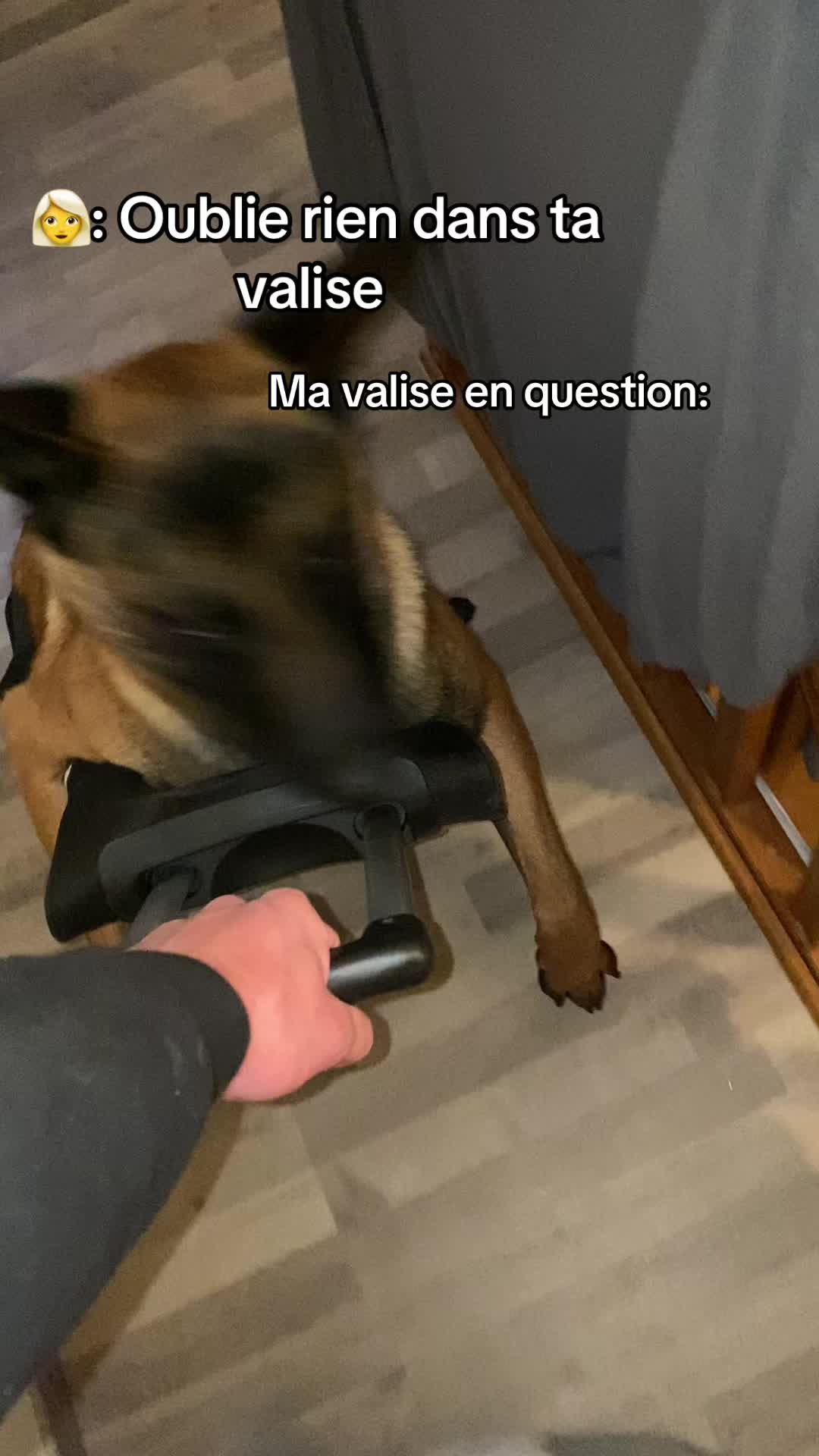 @Rios le malinois 🐕
