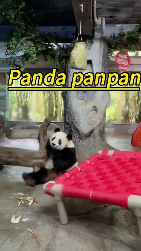 @Many pandas