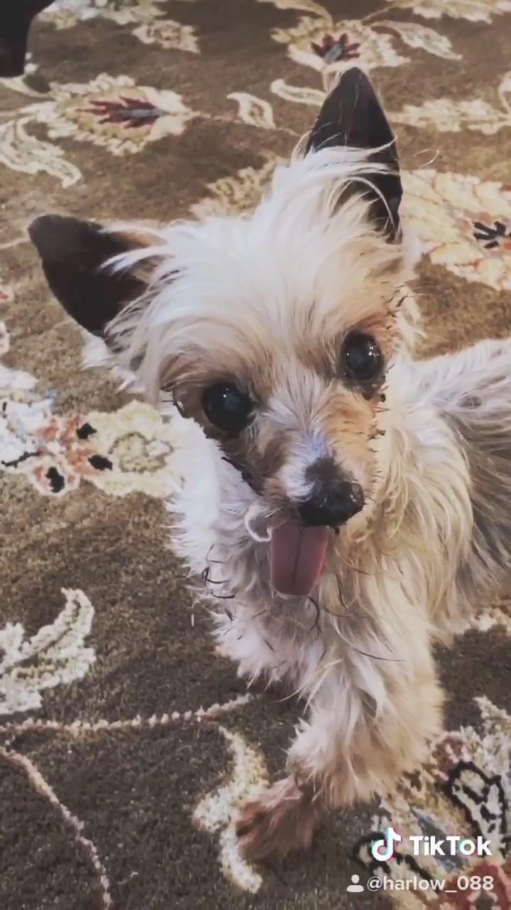 @Harlow the Yorkie