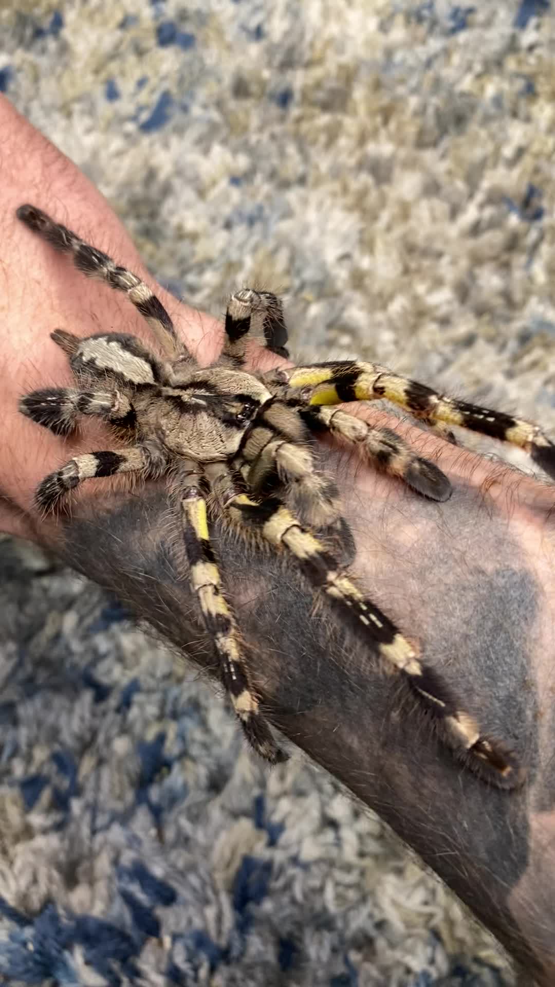 @JKCRITTERS 🕷️🔥✨
