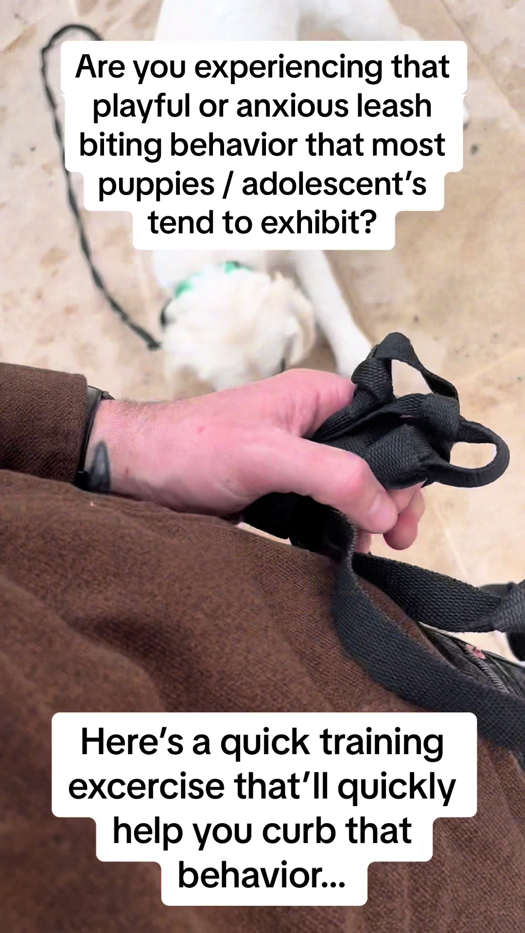 @Prestigious.Pooch