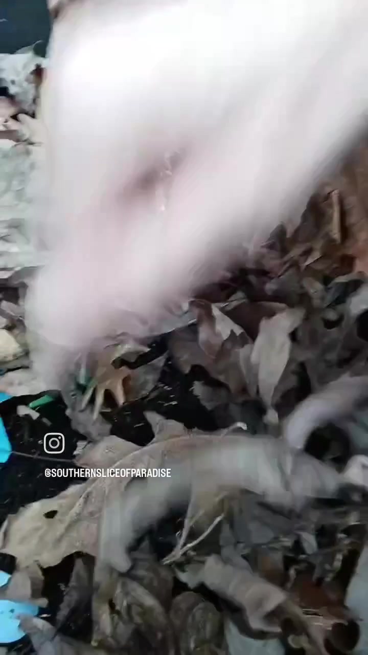 @southernsliceofparadise