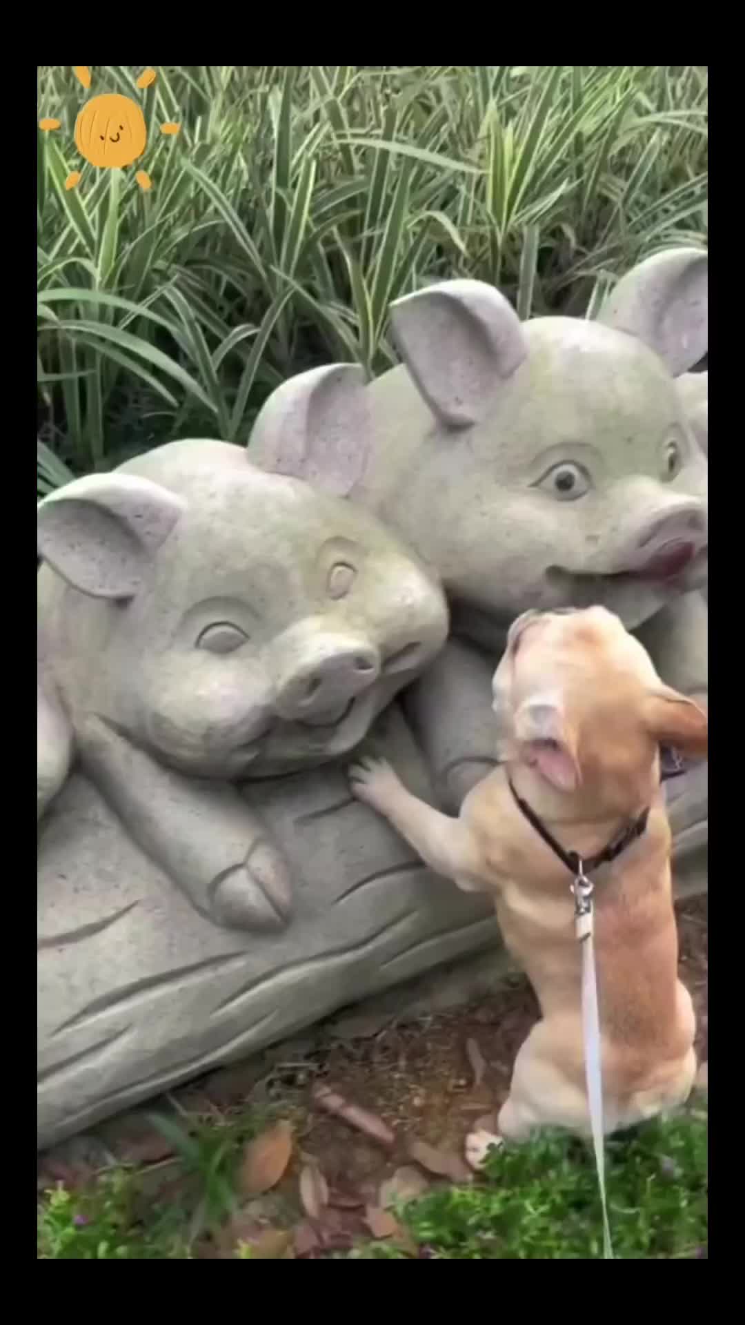 @Animal Home
