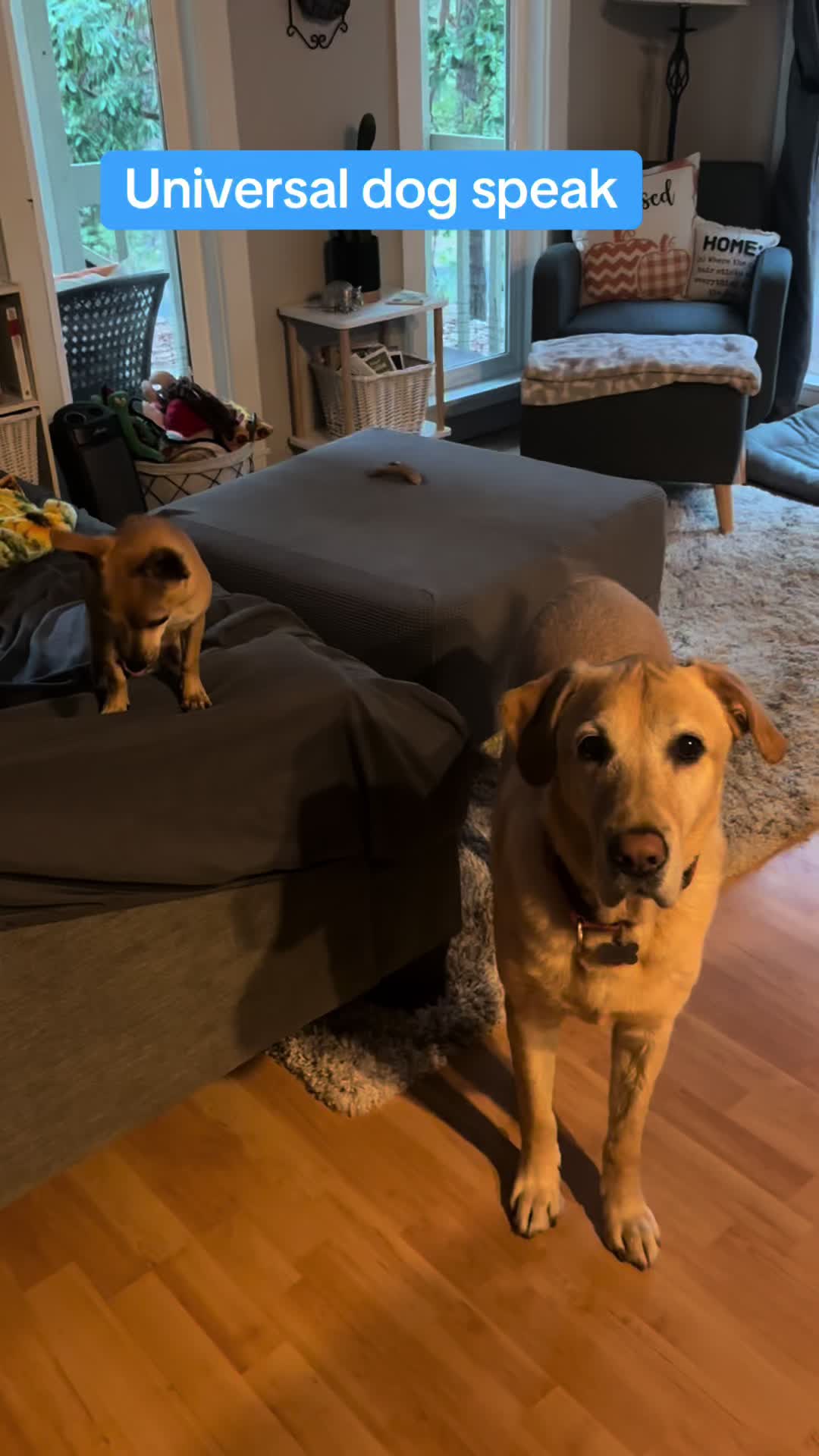 @LittleDog&Bogie