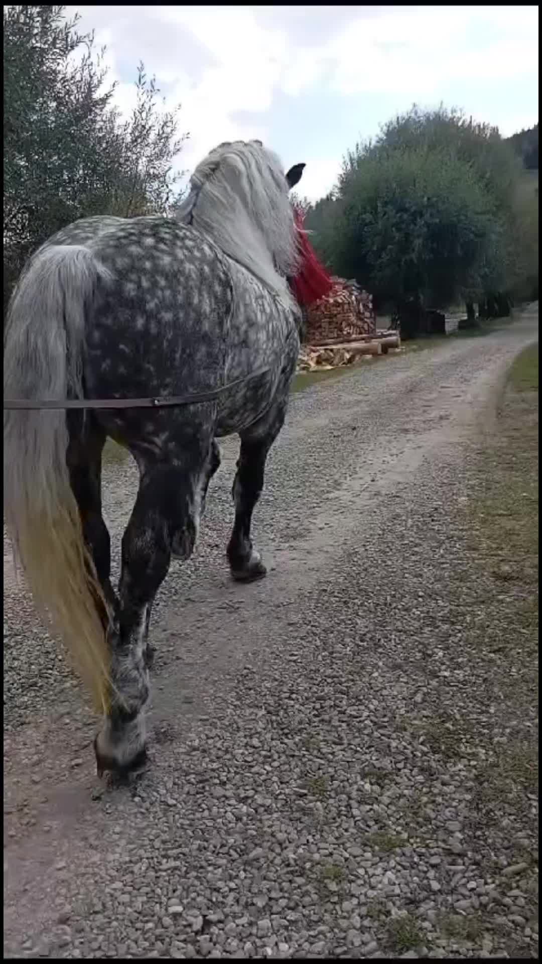 @Hutu Gabriel