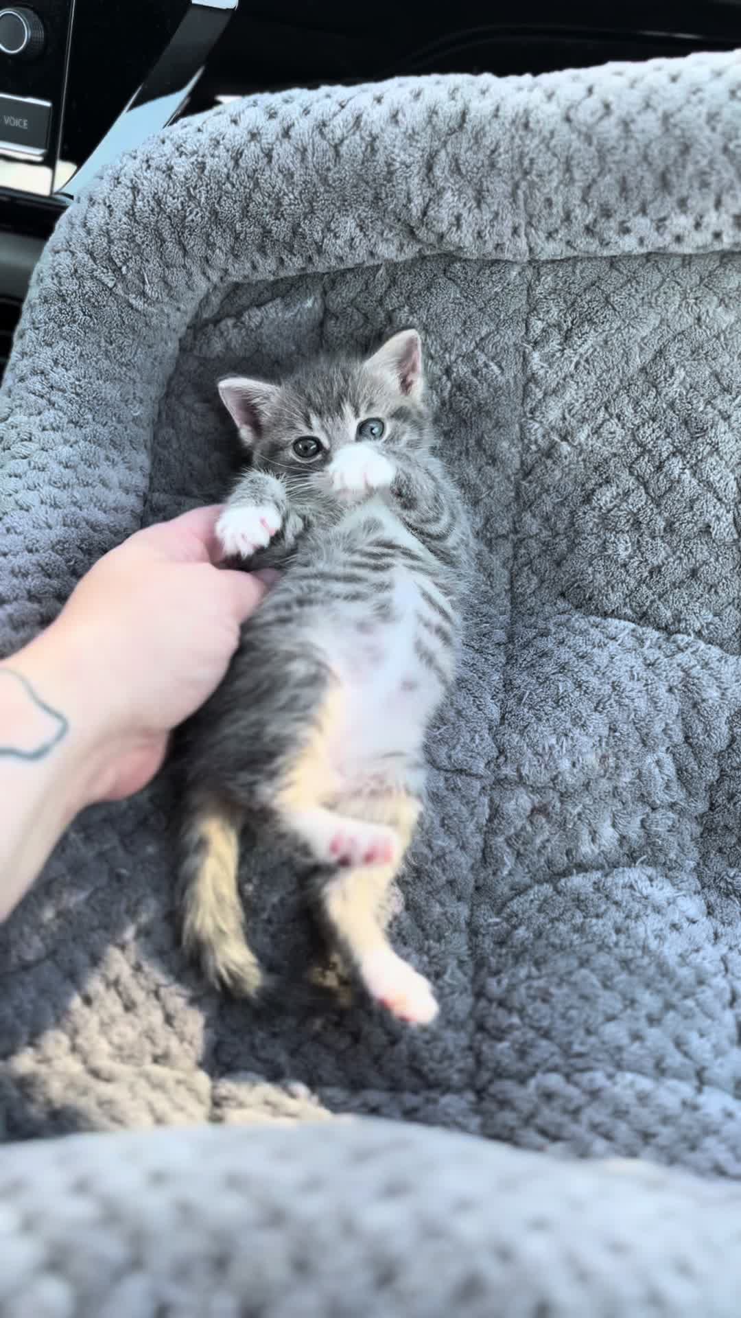 @ohkarajane 🐈