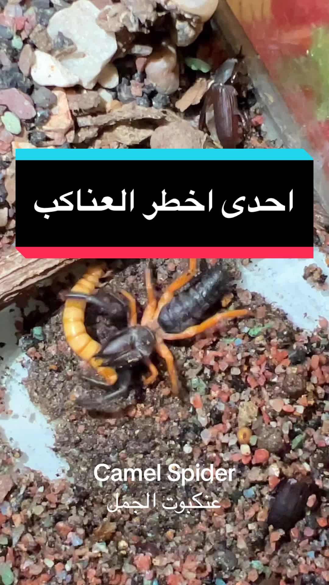 @الحياة البرية العراقية Iraqi W