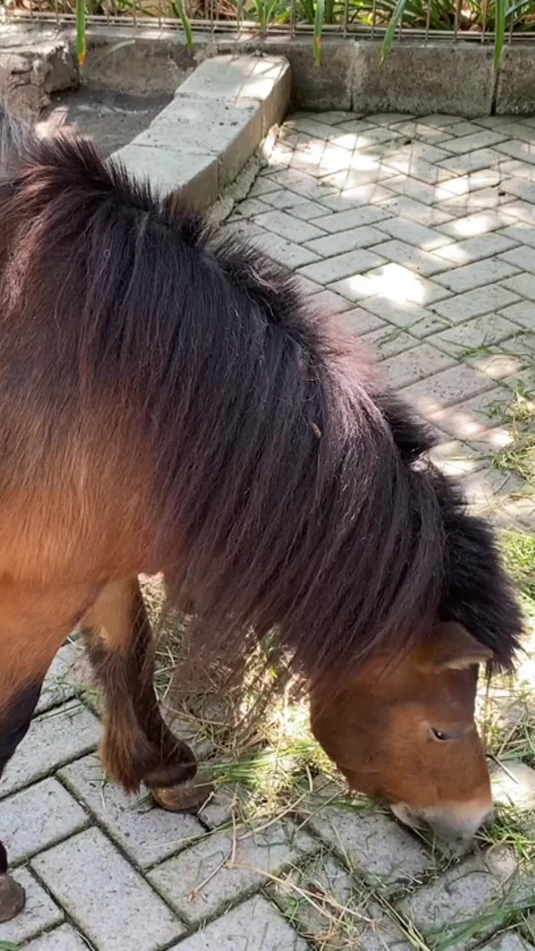 @Pferdewissen