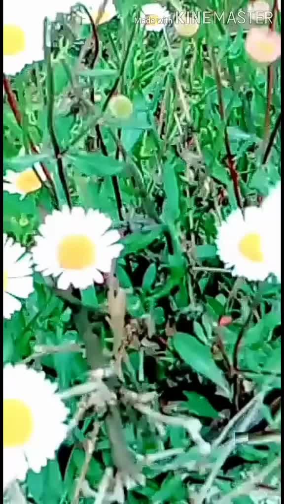 @पहाड़ी_ परवीन_07