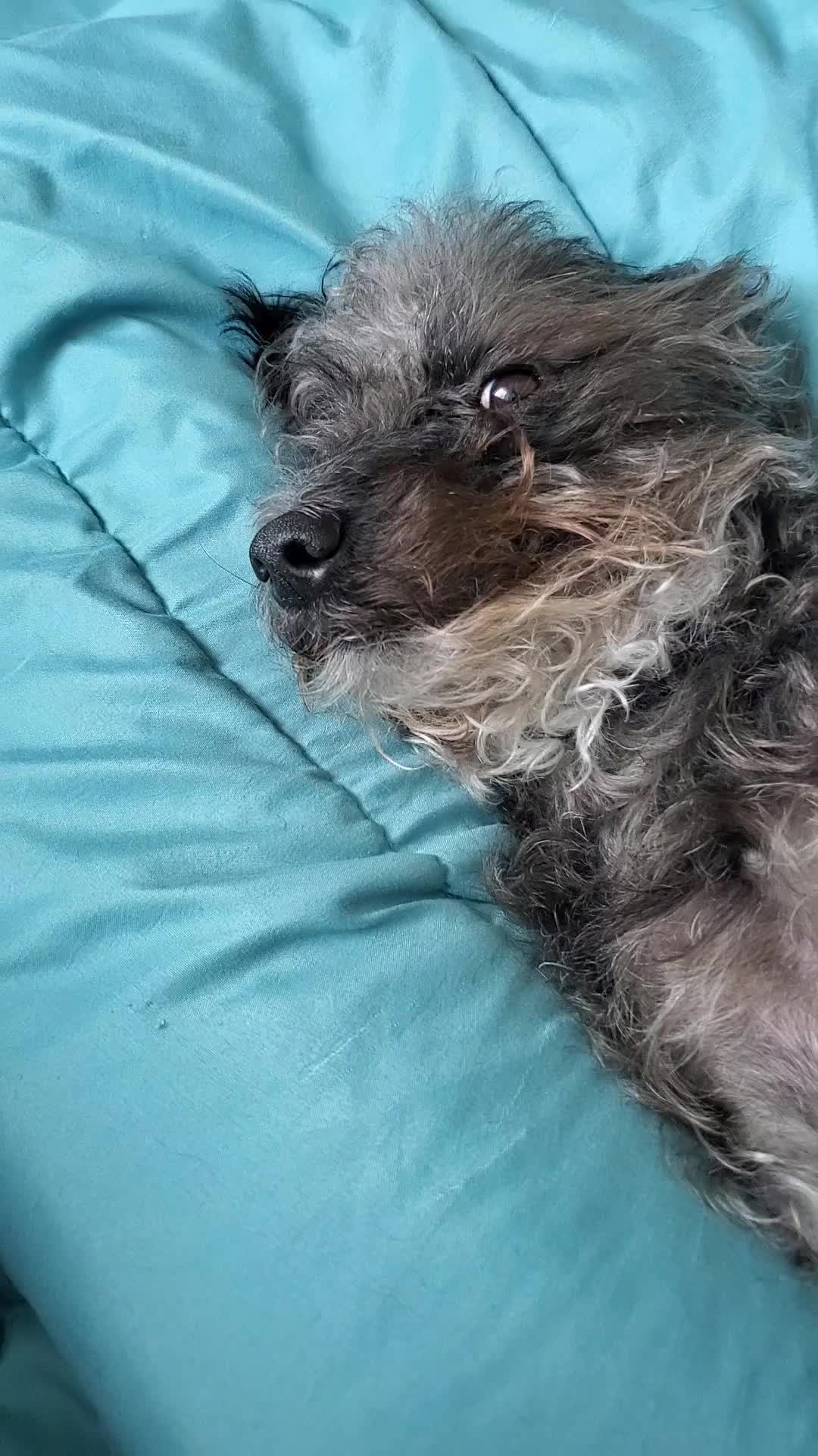 @Toto the Mutt