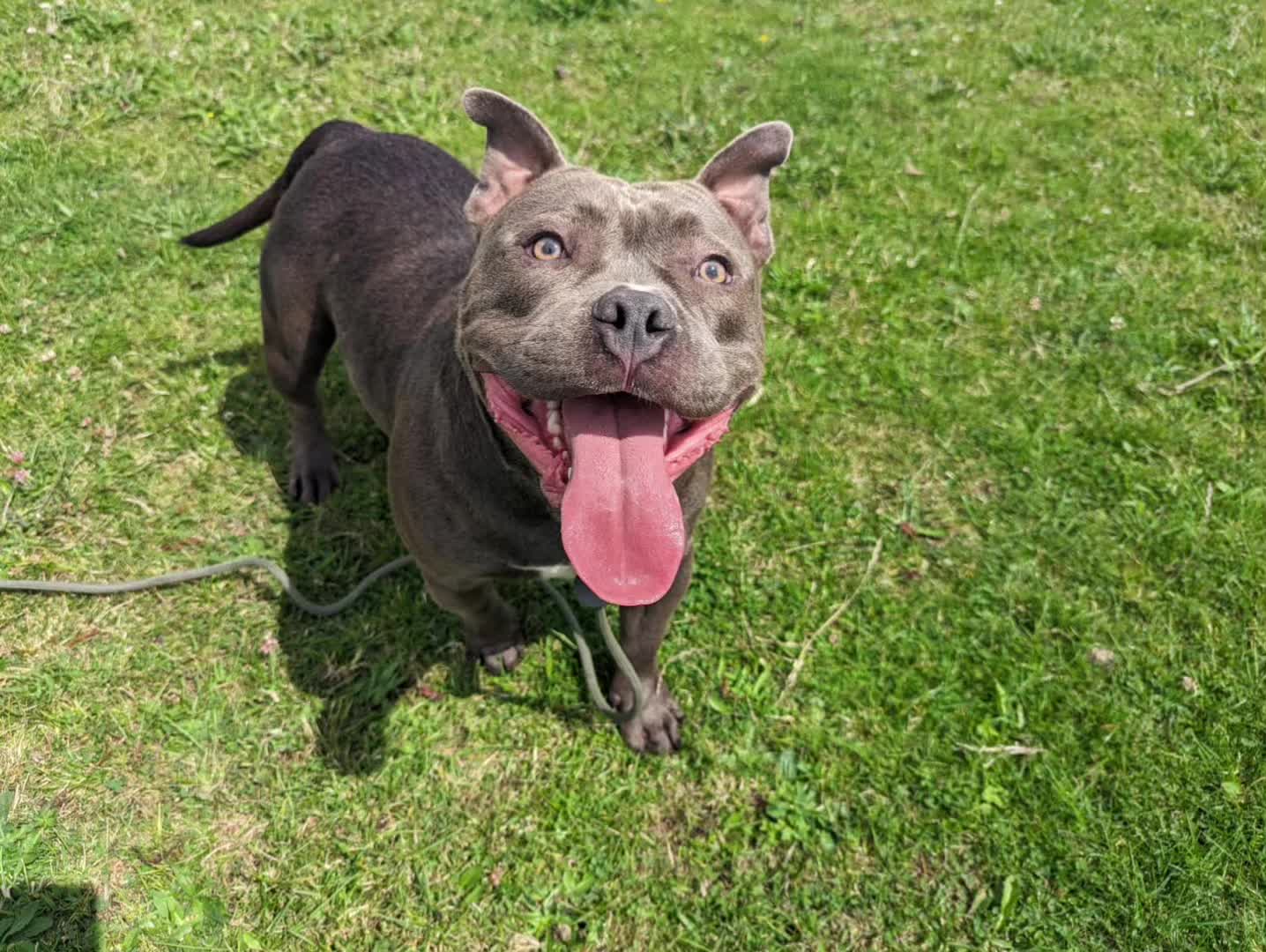 @Greenacres Rescue