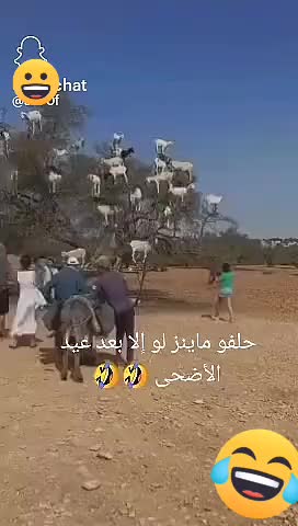 @َََ