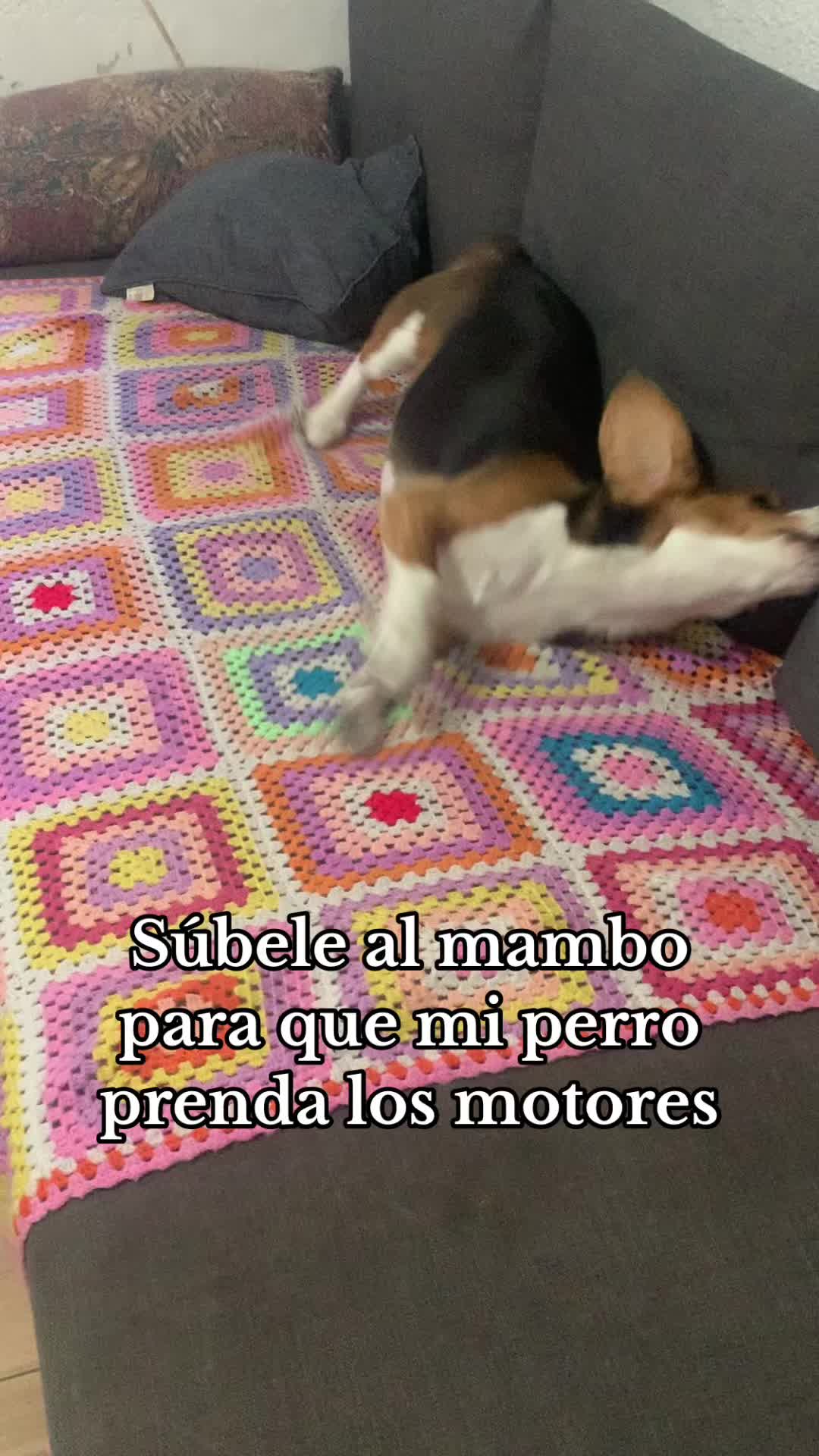 @biggieelbeagle