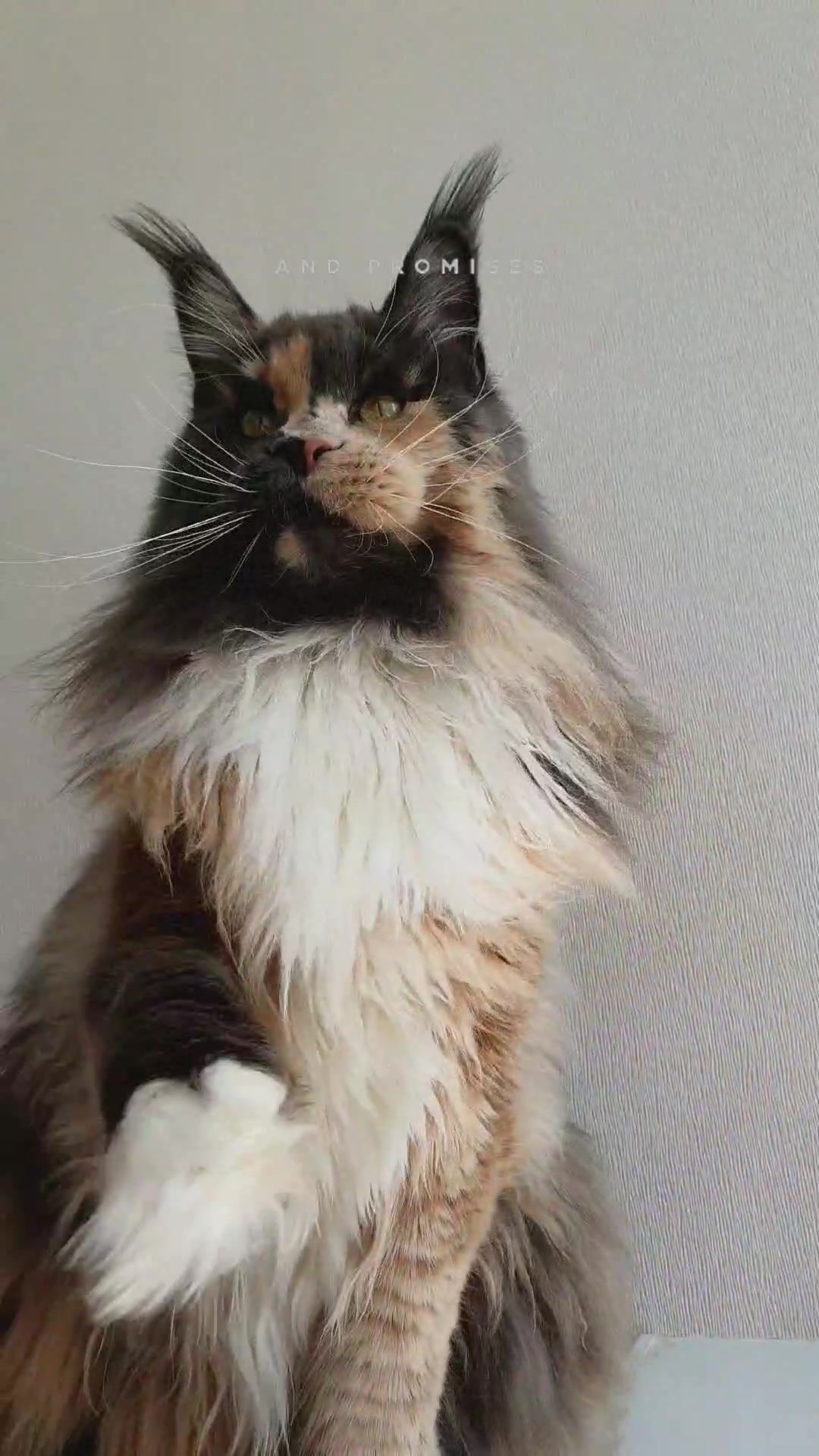 @Maine Coon Cattery Forest Rich