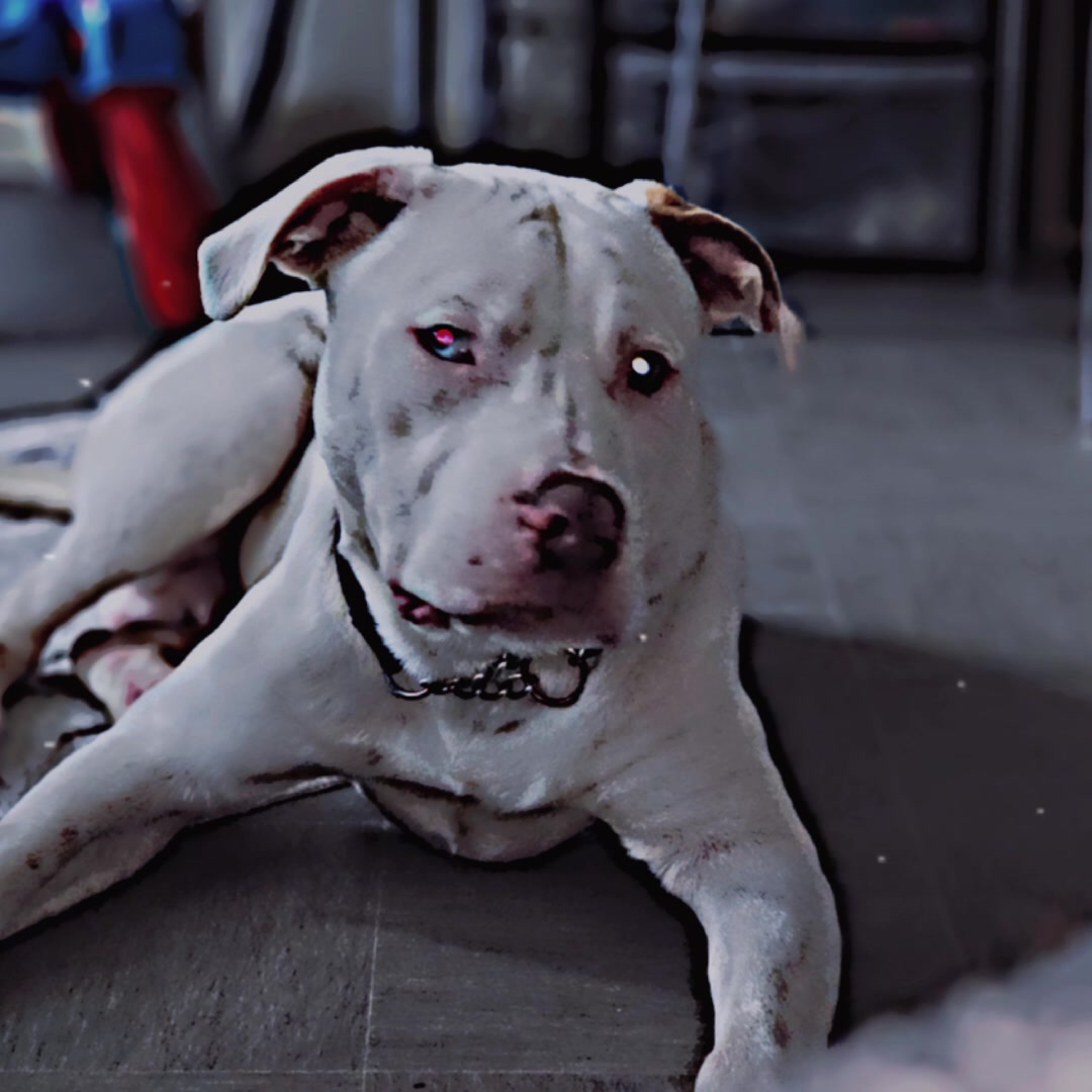 @Ghost_xlbully