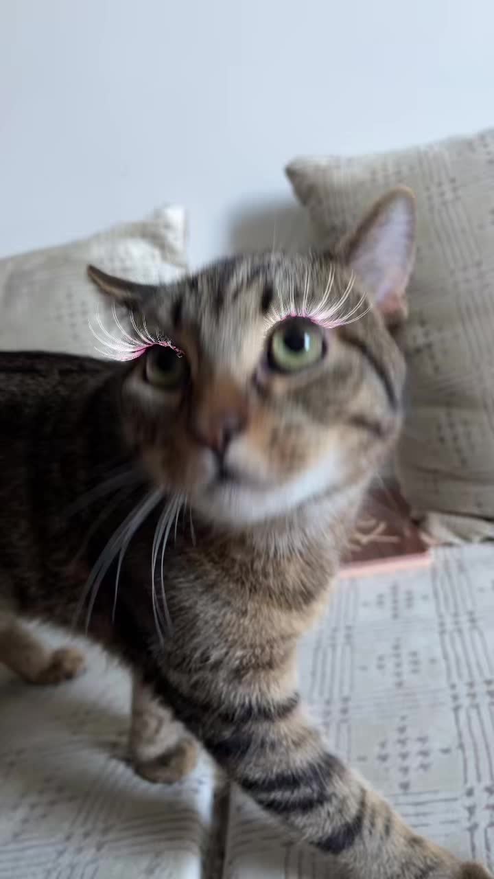@Haadi 🐱