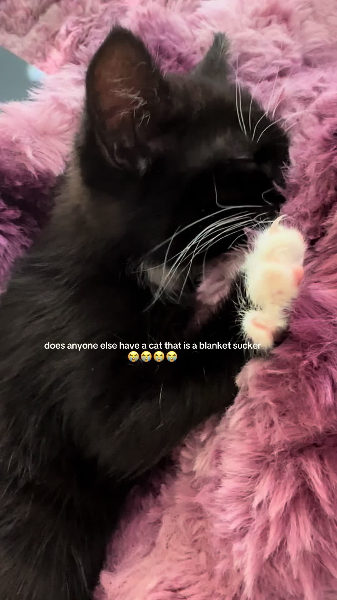 @bffs | brie’s feline friends