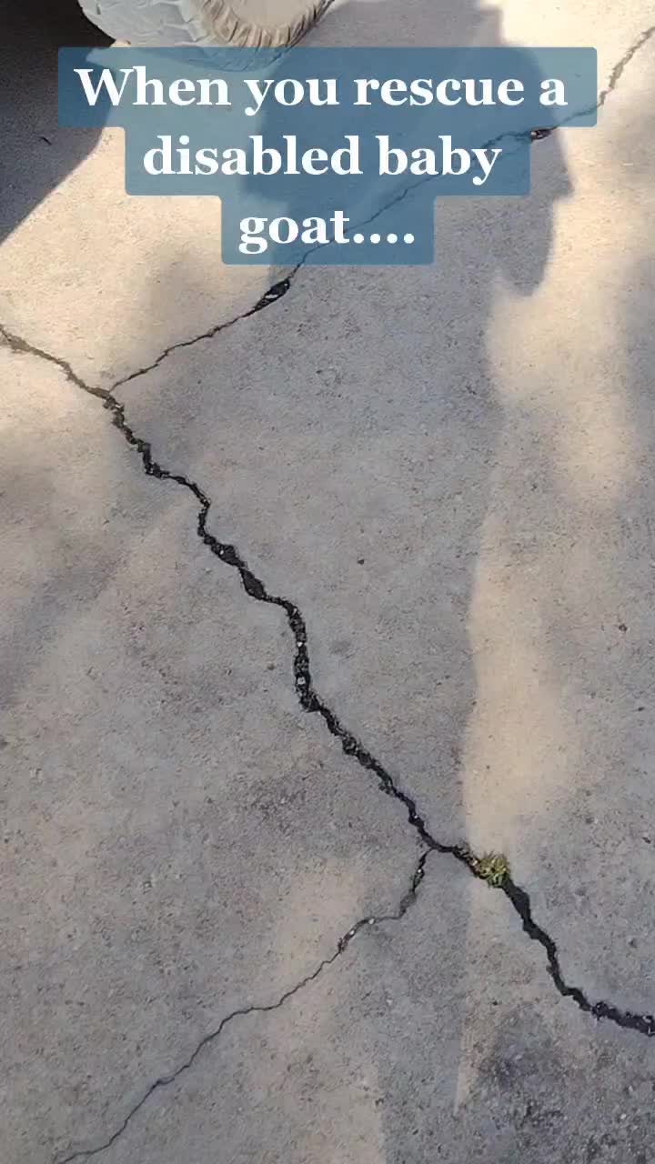 @TinyHoovesRescueAndPettingZoo