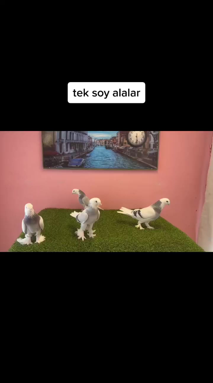 @çarşambalı