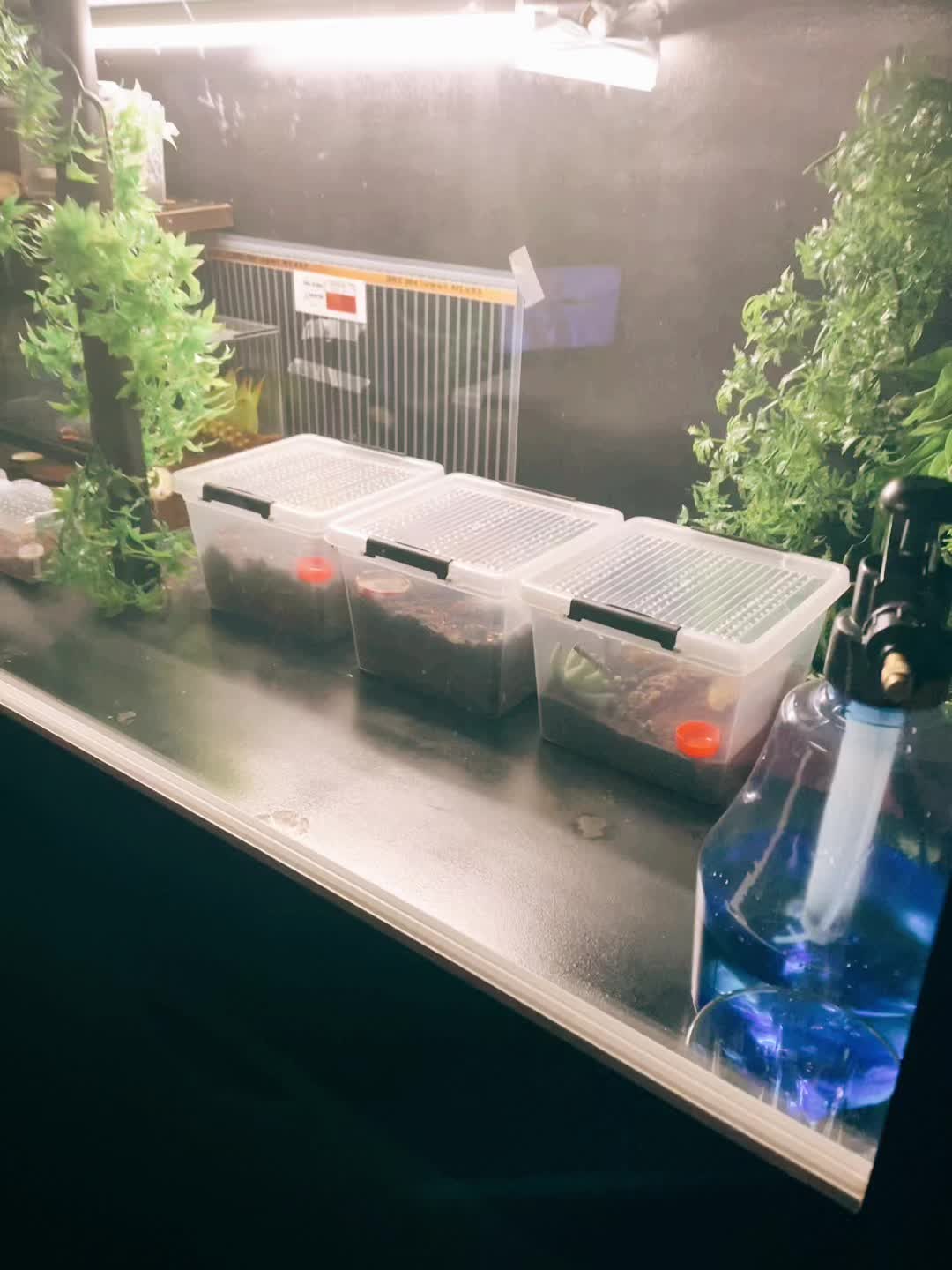 @C&N Reptiles & Co