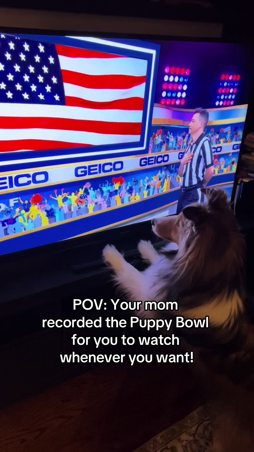 @Pepin The Sheltie