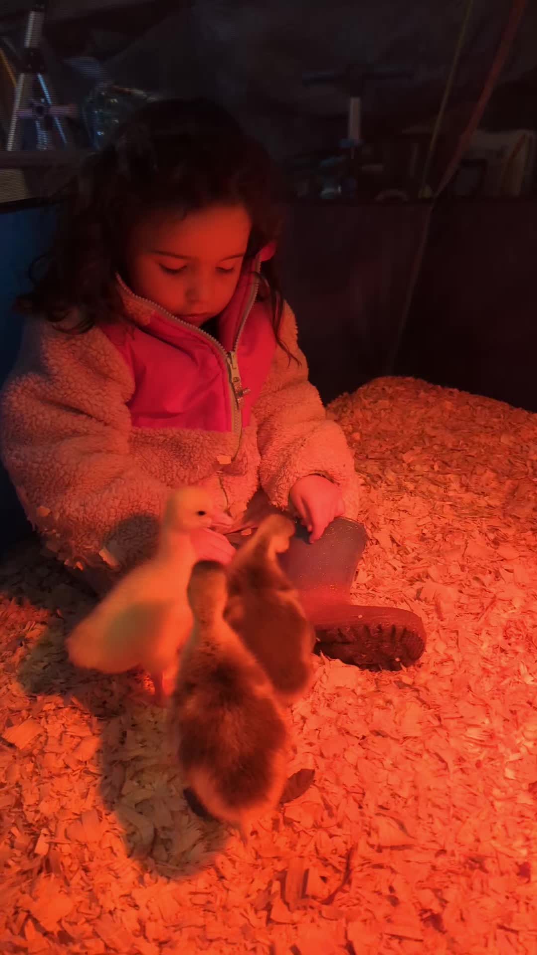 @megz_eggz_chickens