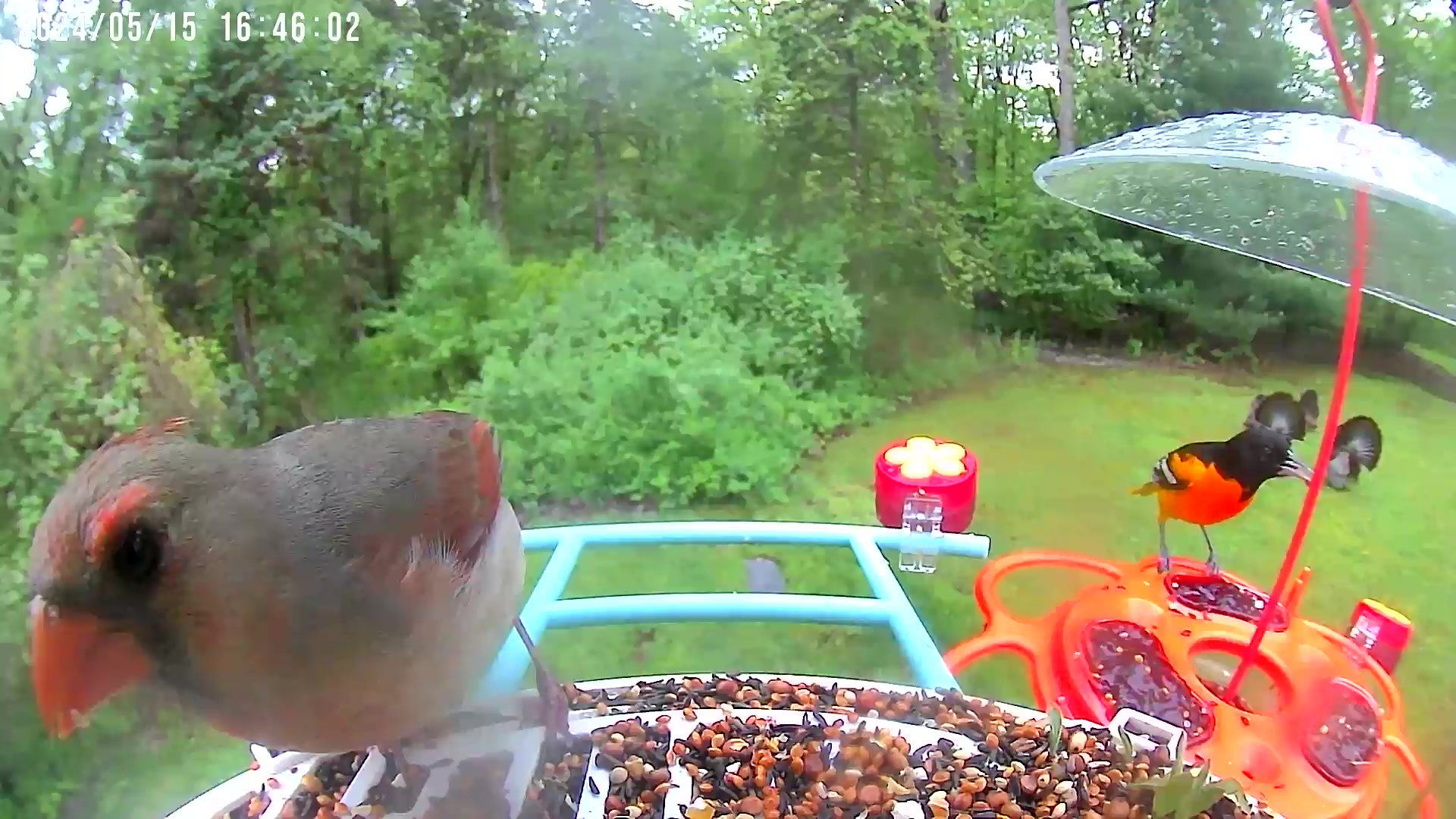 @Bird feeder Cam