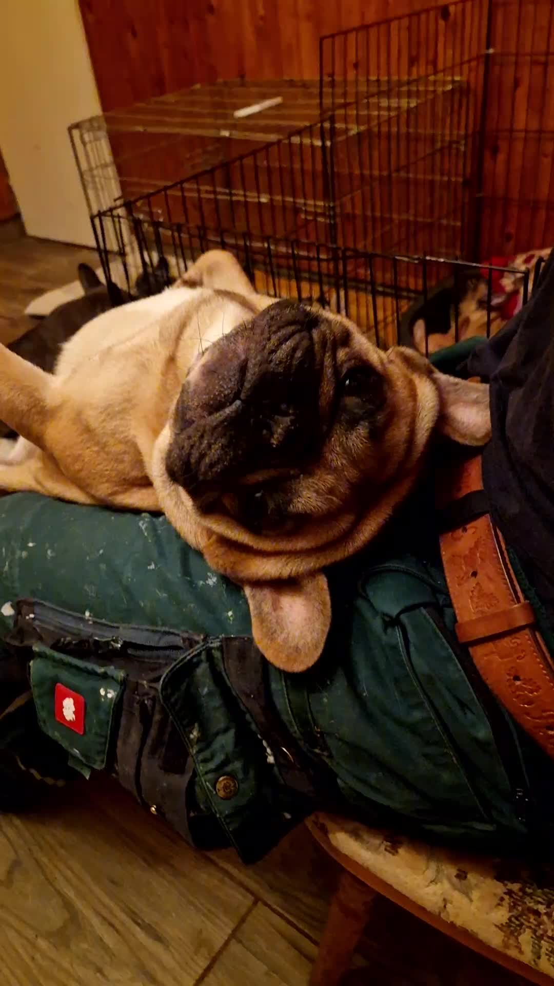 @Nomad_Warrior_Kennel