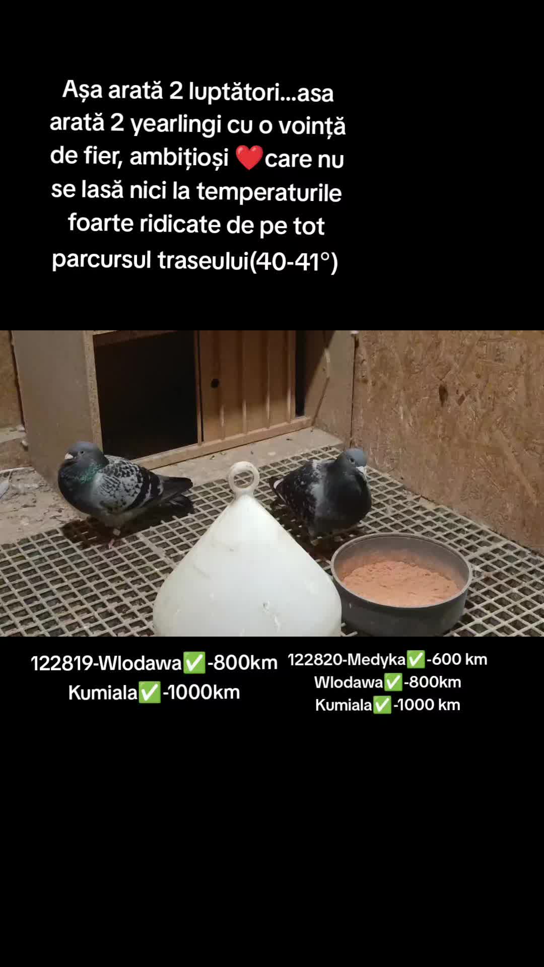 @(Frații Coman)