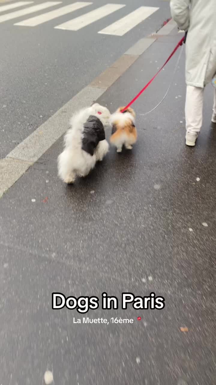 @dogs in Paris 🐶