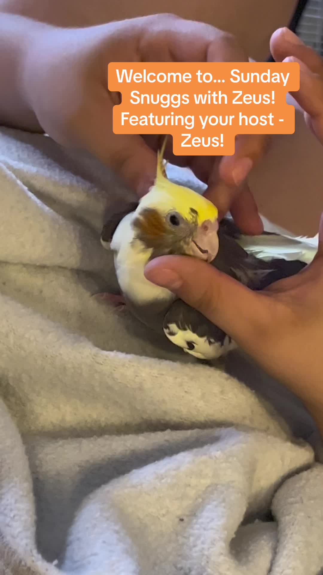 @NuggetandZeus