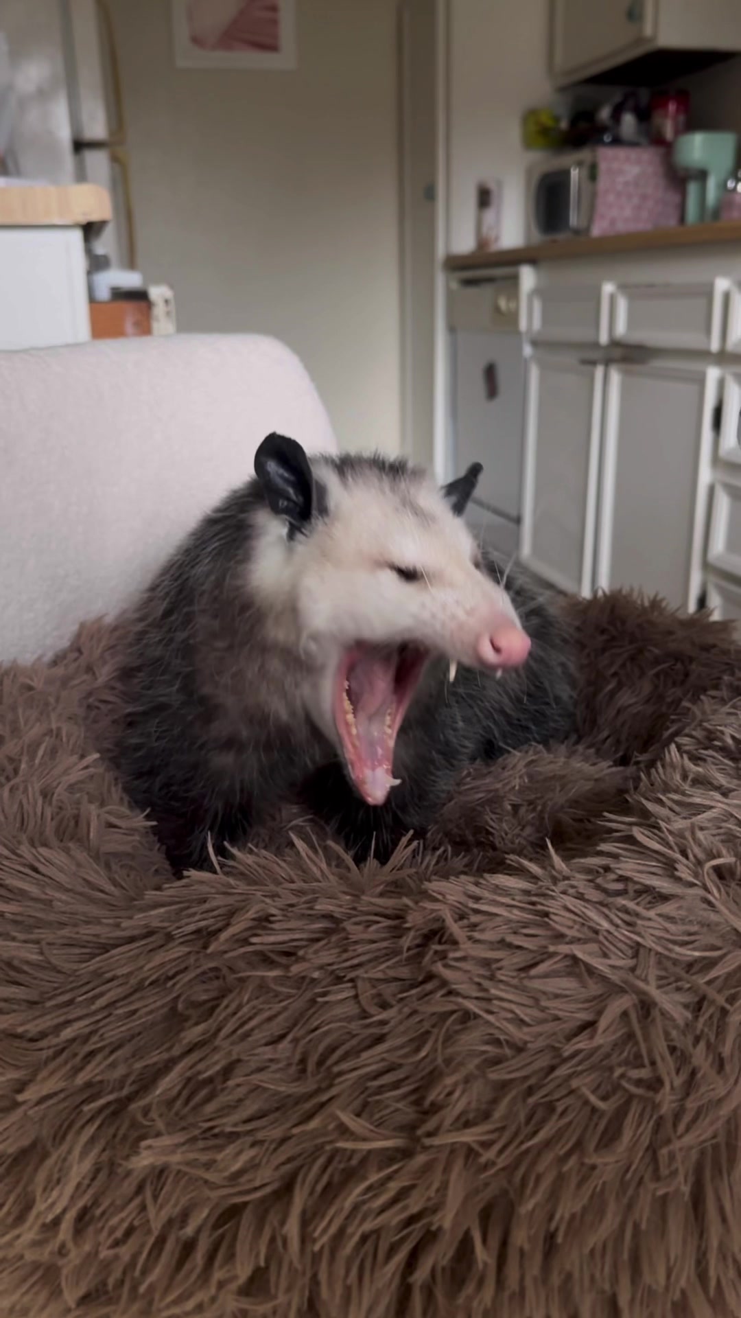 @Poppy Opossum