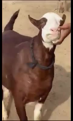 @goatloverroorkee
