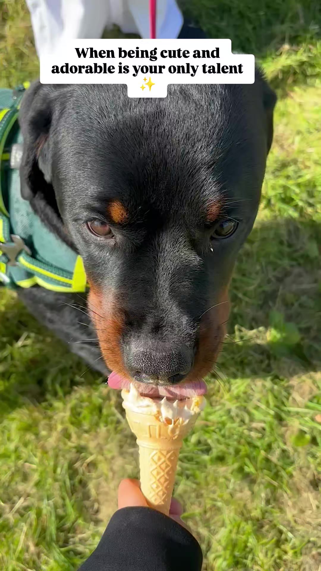 @Rio The Rottie 🐾🐶