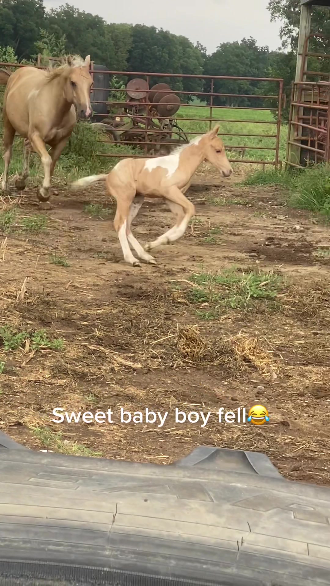 @Family full of goldens