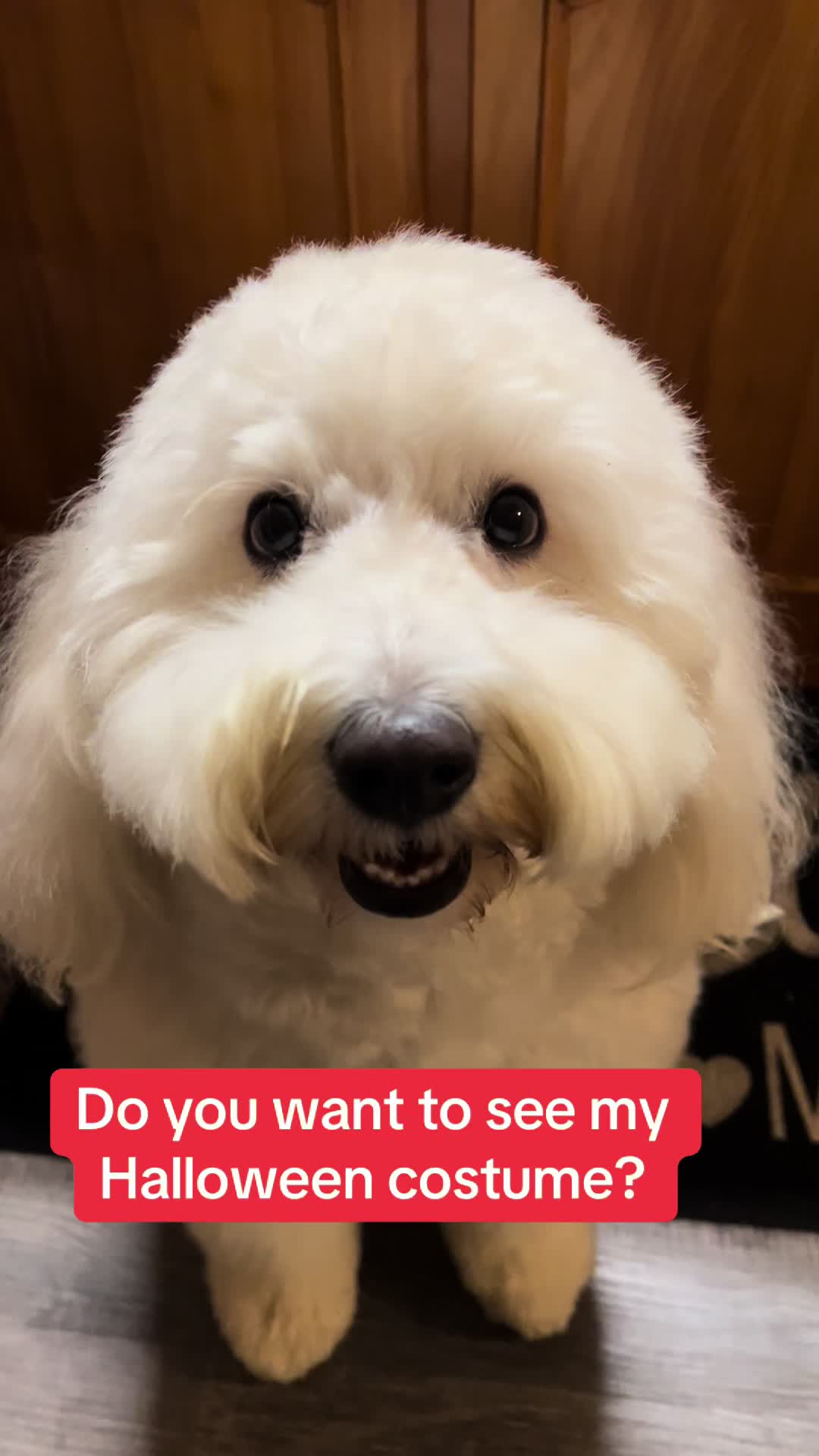 @Enzo the Dood