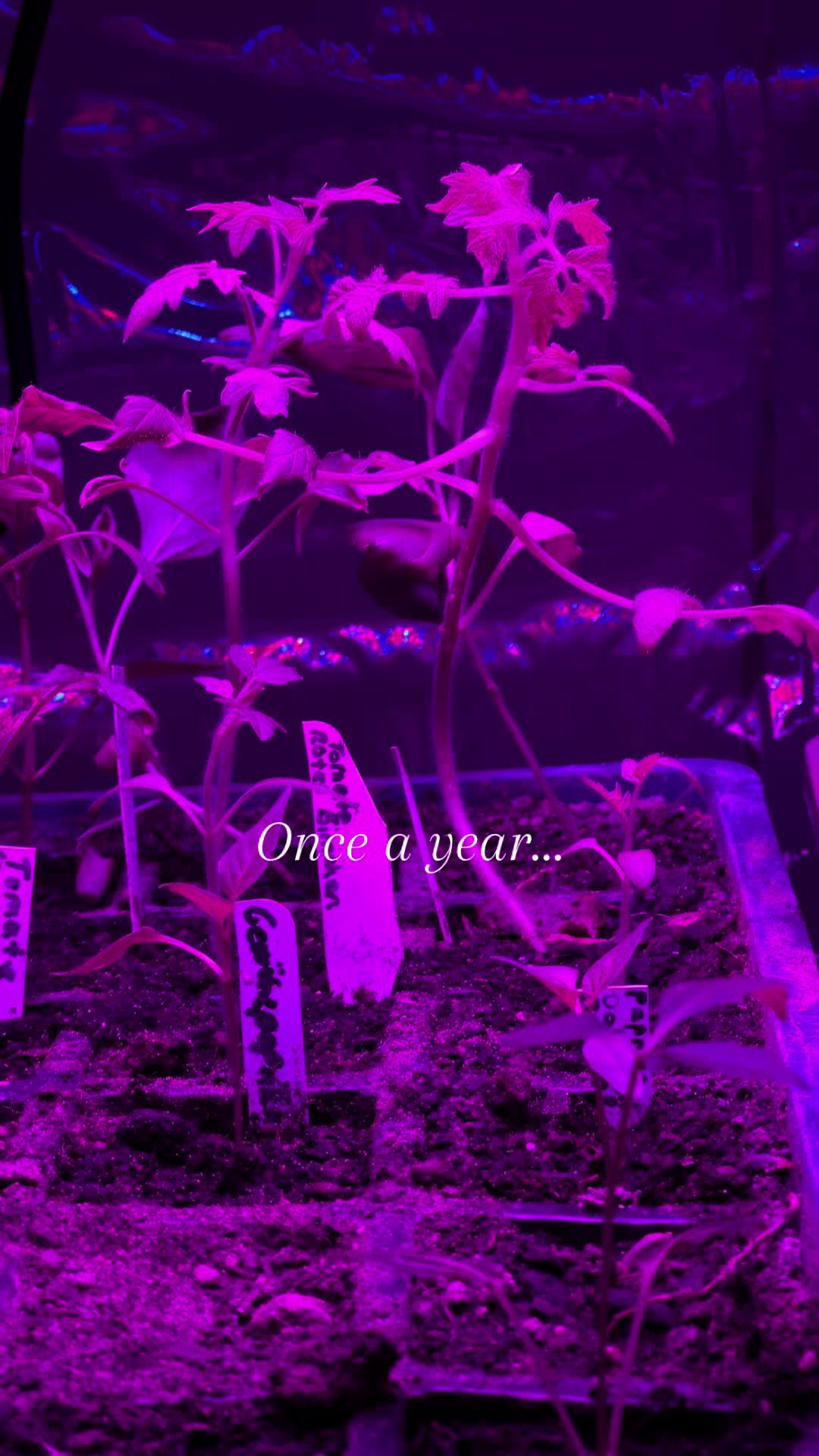 @Let’s grow 🪴🥝🍓🍑🍋🍌