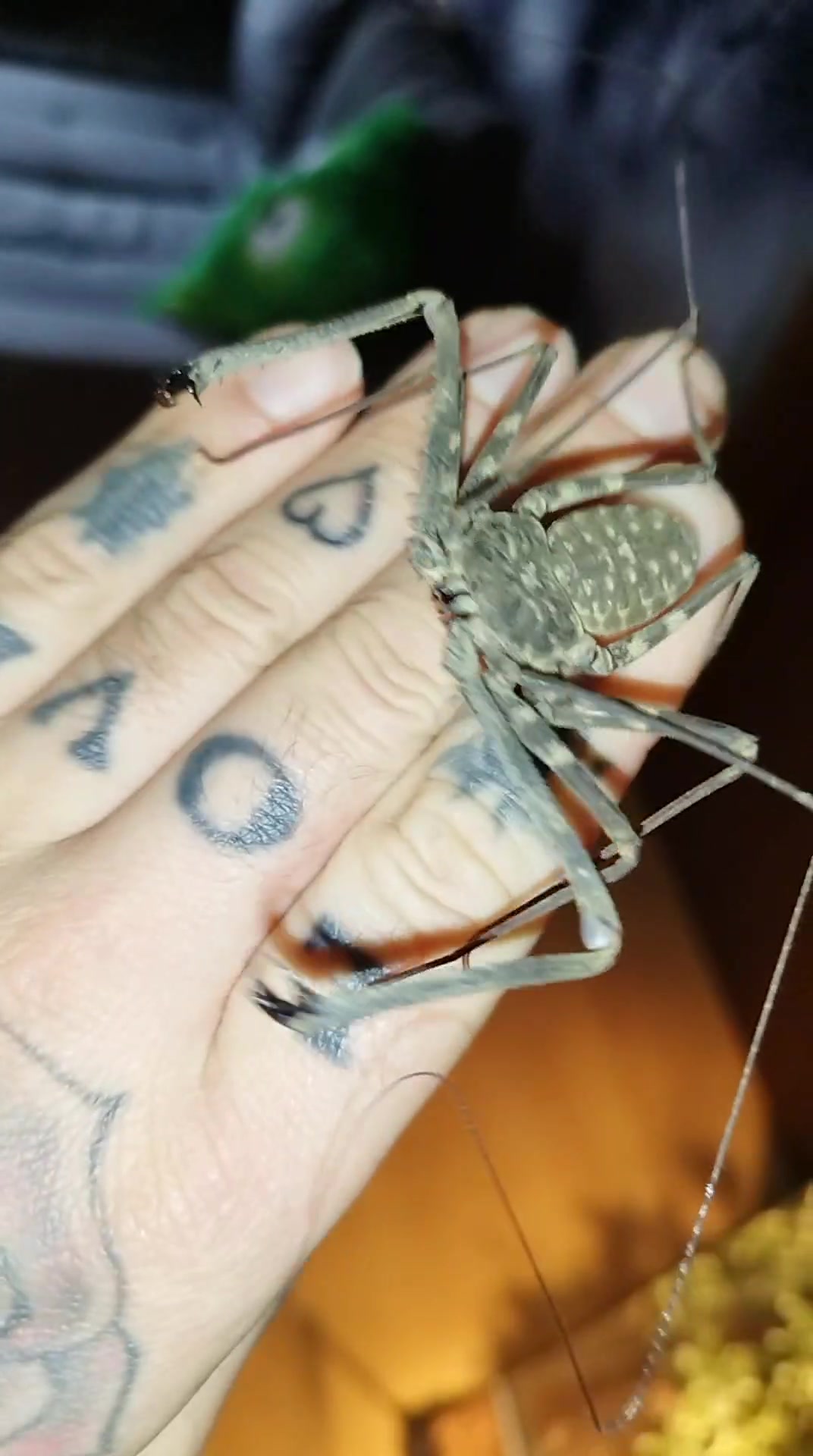 @Mycrazy🤪 animal💚🕷️ world🌏