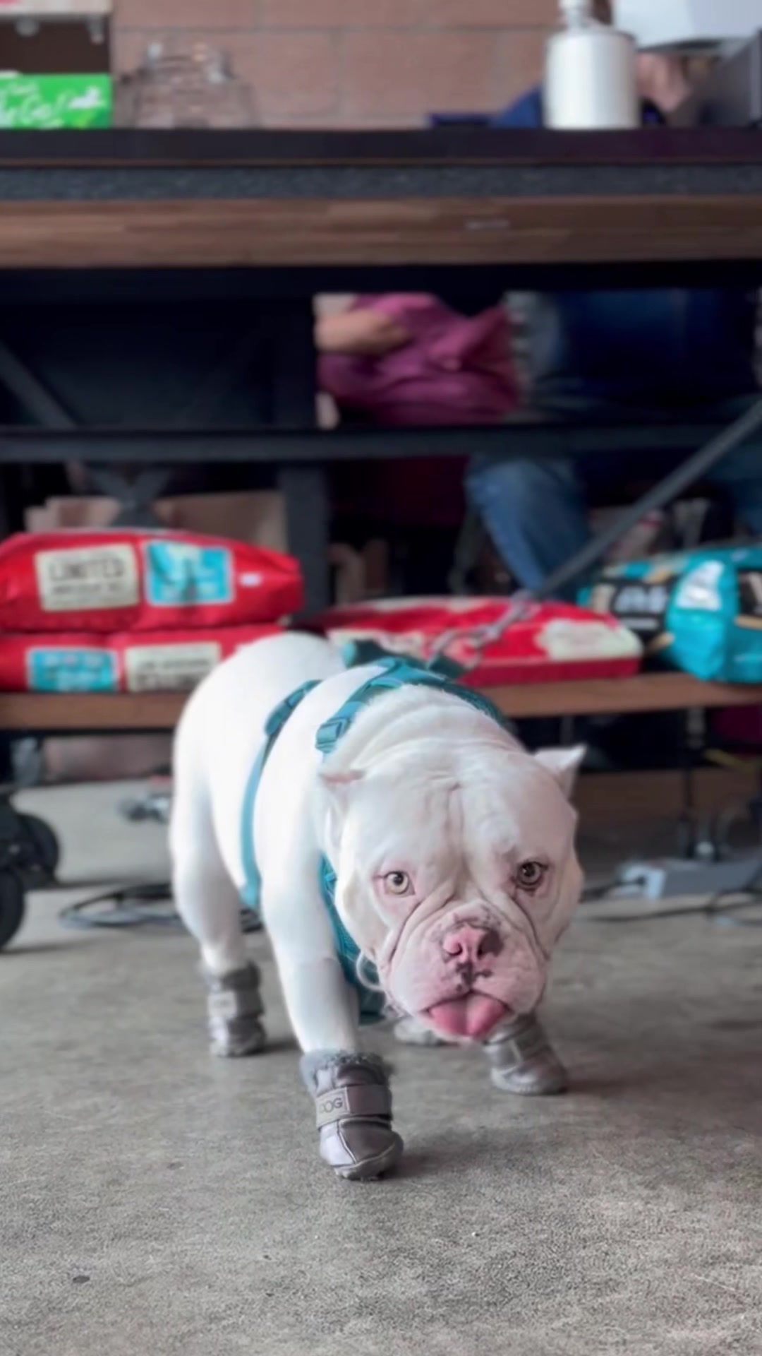 @Dogromat Pet Groomers