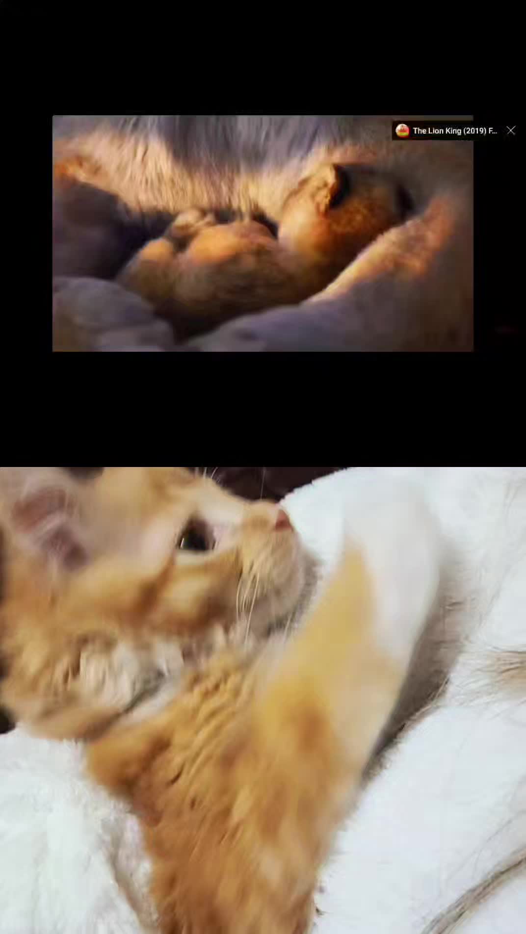 @Simba😽