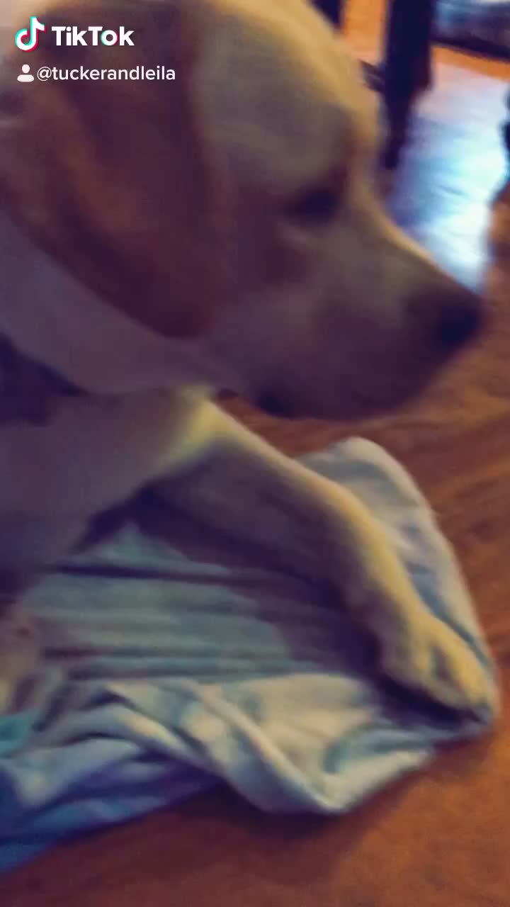 @Tuckerpuppy