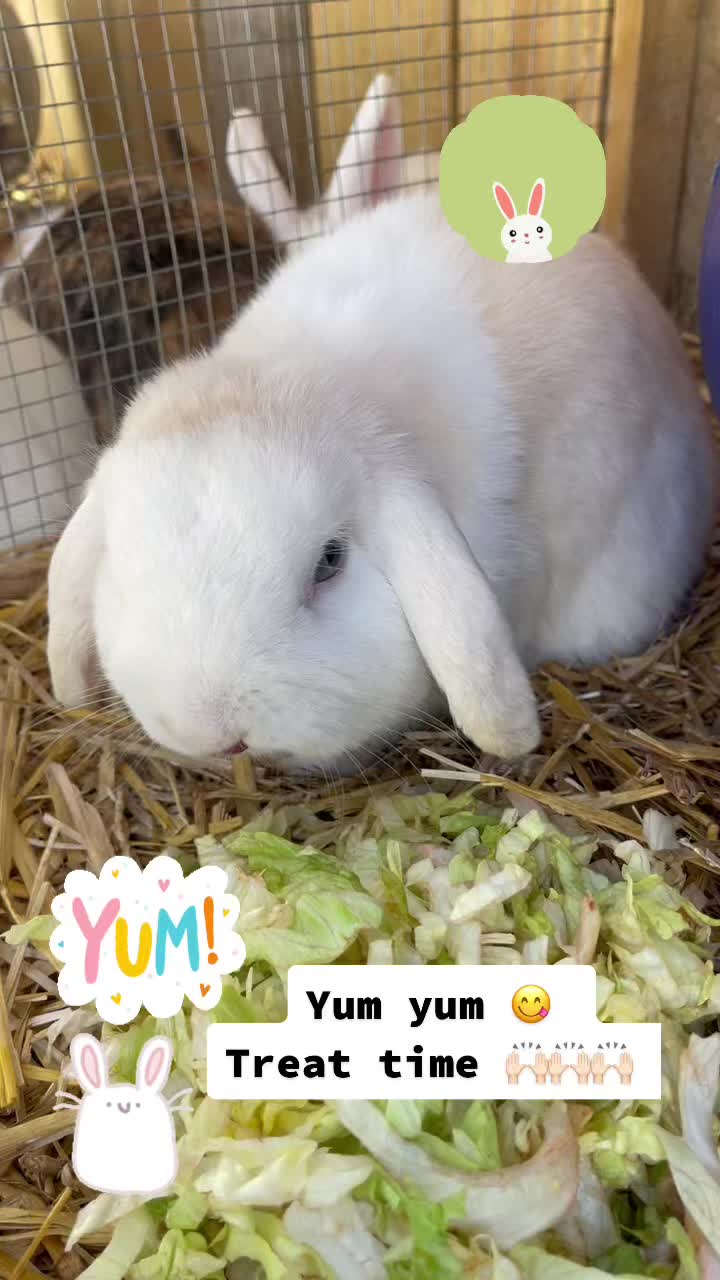 @HighlandRabbitry