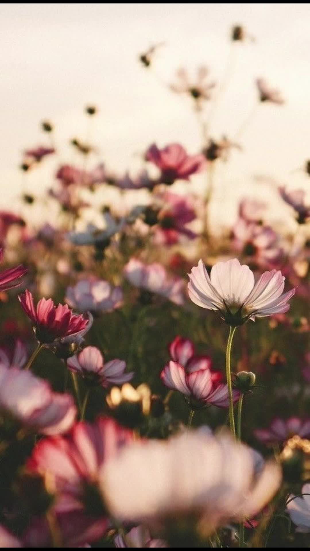 @🐞Sara🐞