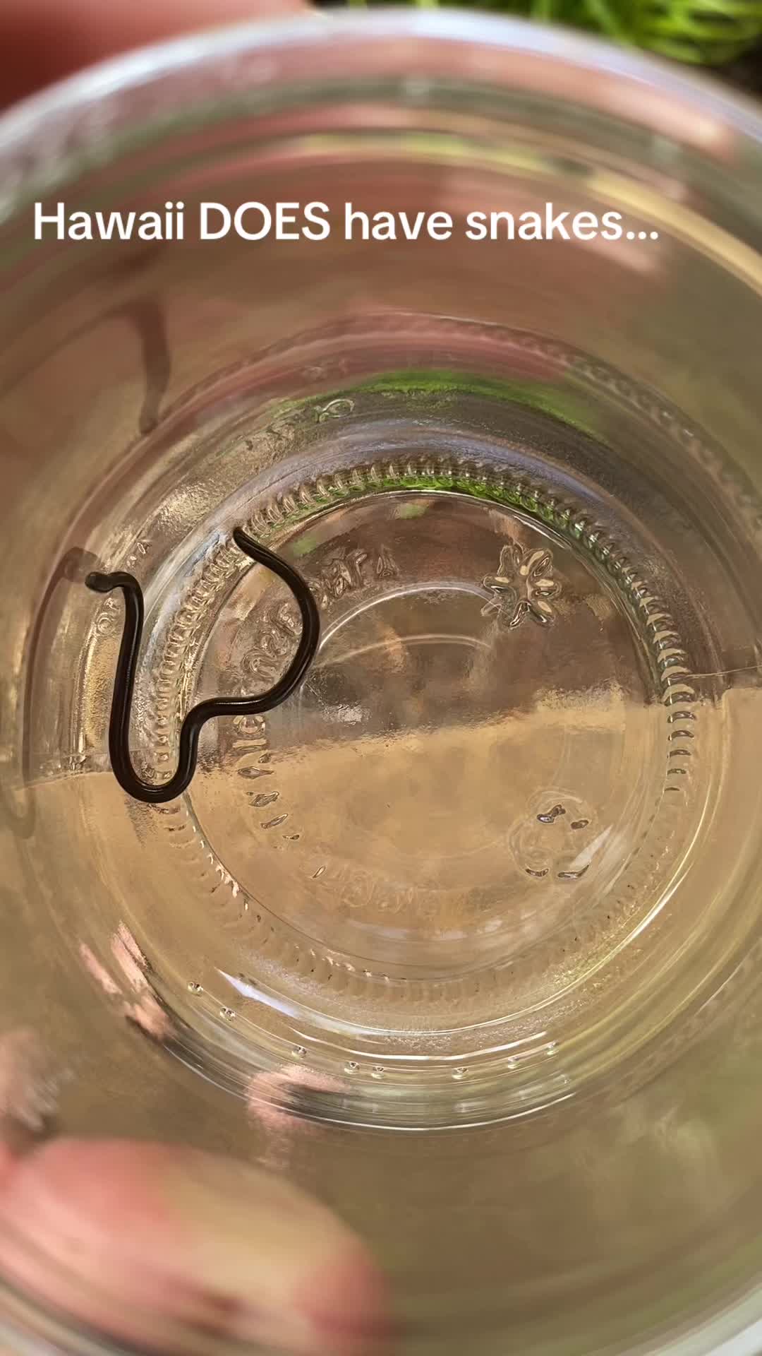 @Tiny Home Zoo