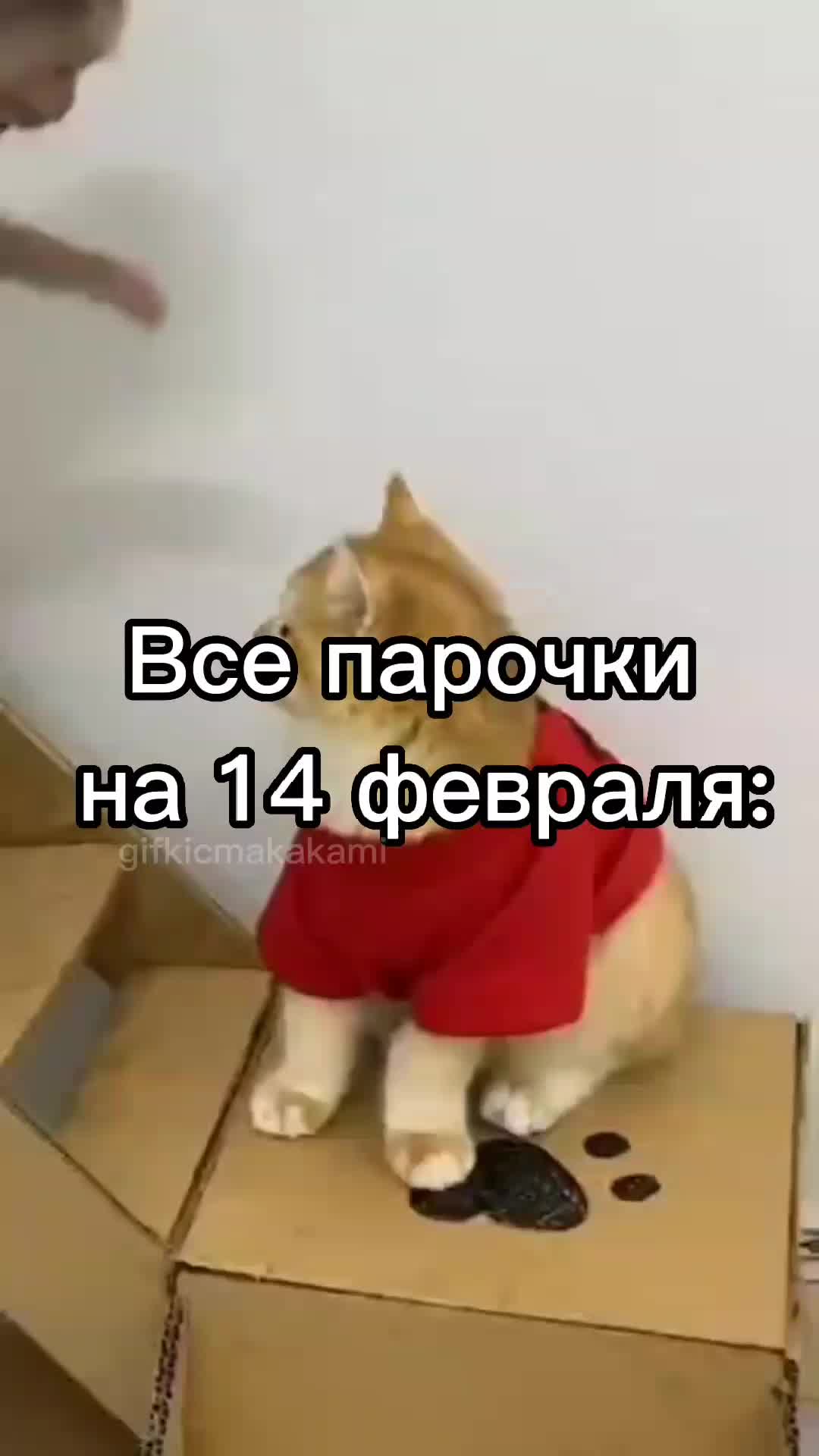 @GifkiCmakakami