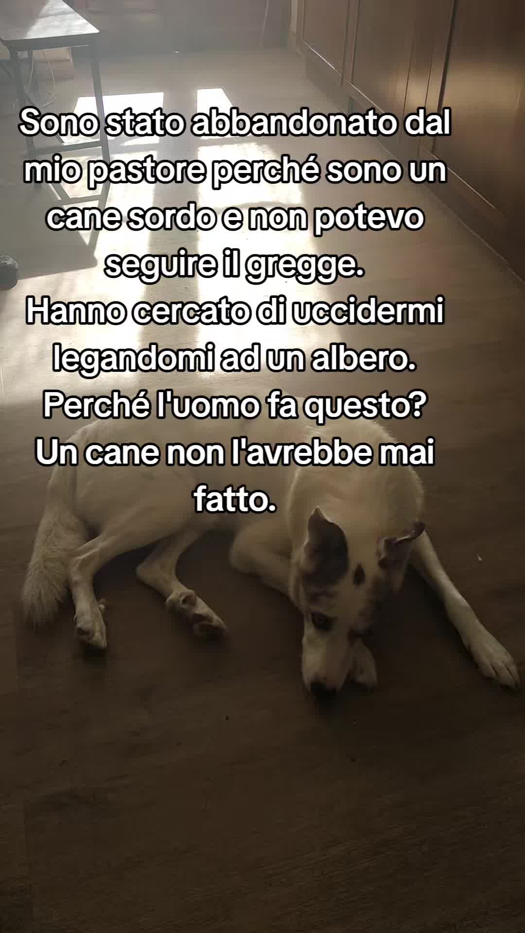 @ho.adottato.un.canesordo