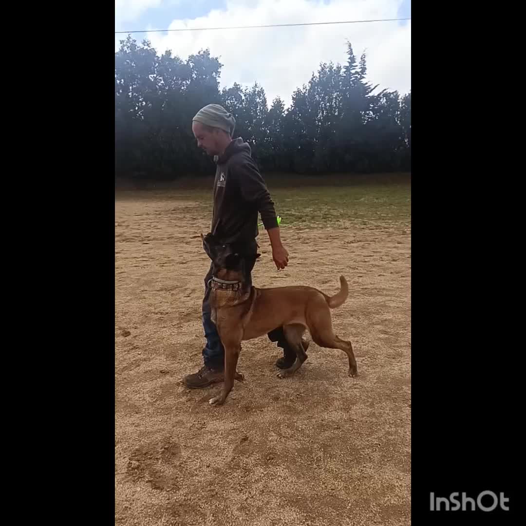 @Rock a Dog