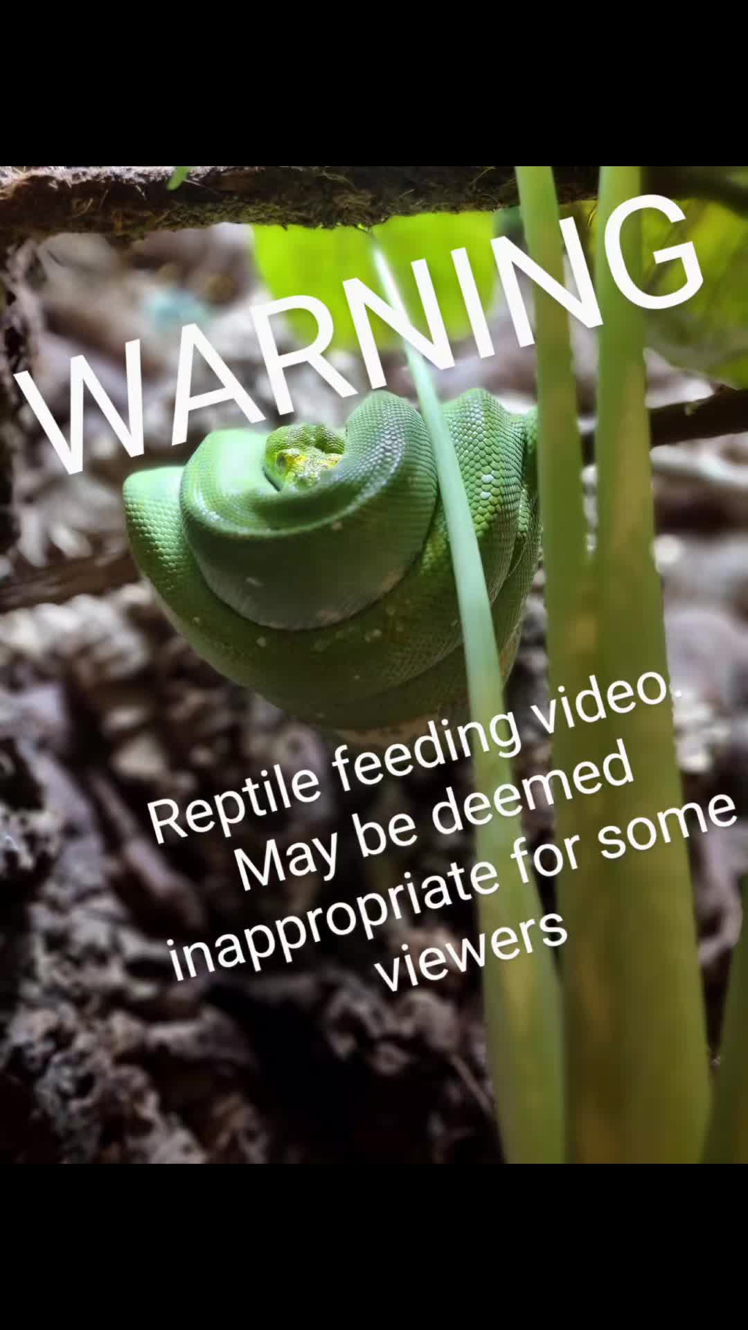 @Rockin' Reptiles Bristol